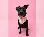 Small #1 Labrador Retriever Mix