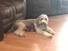Small Photo #12 Aussiedoodle Puppy For Sale in RANDLEMAN, NC, USA