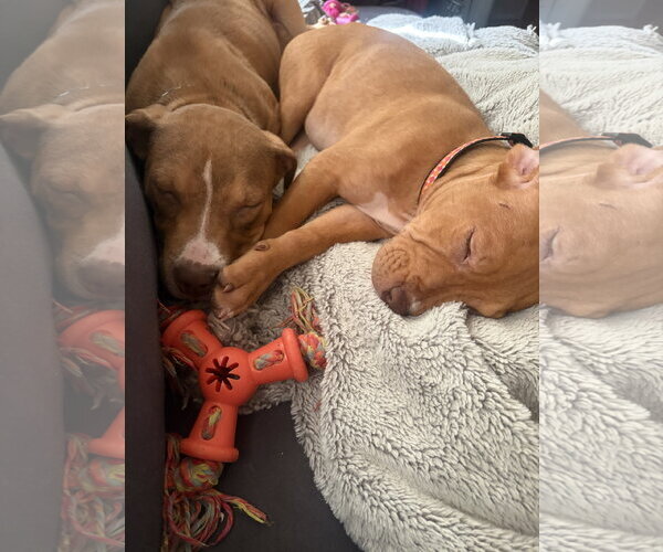 Medium Photo #4 Mutt Puppy For Sale in Jackson Township, NJ, USA