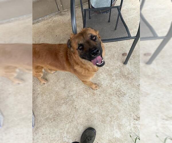 Medium Photo #1 Mutt Puppy For Sale in San Antonio, TX, USA