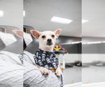 Small #2 Chihuahua Mix