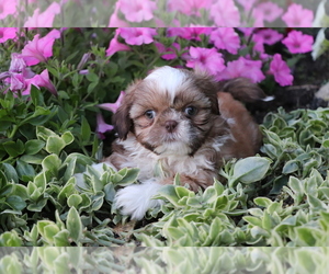 Shih Tzu Puppy for sale in SHILOH, OH, USA