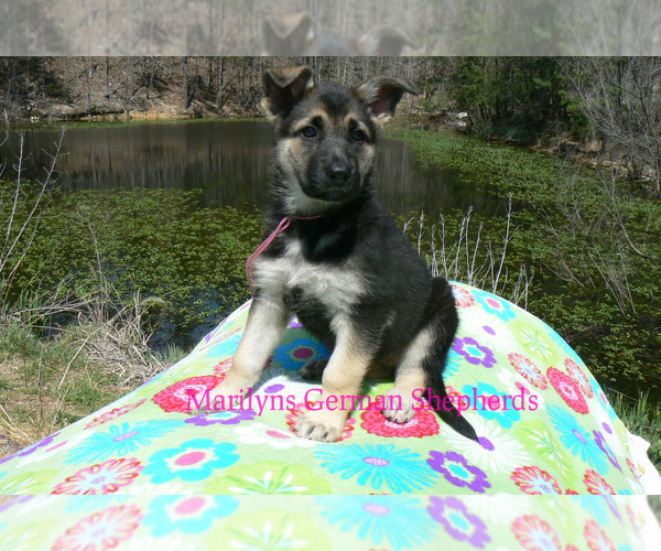 Medium Photo #5 German Shepherd Dog Puppy For Sale in PIEDMONT, MO, USA