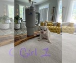 Small #4 ShihPoo