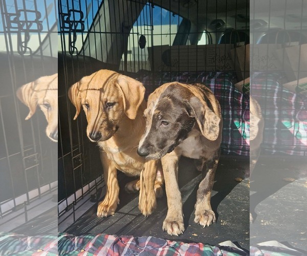 Medium Photo #3 Australian Shepherd-Unknown Mix Puppy For Sale in Wakefield, RI, USA