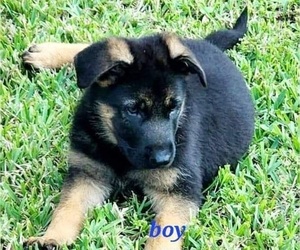 German Shepherd Dog Puppy for Sale in NAPLES, Florida USA