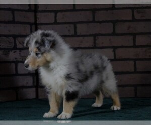 Collie Puppy for sale in SAINT JOE, IN, USA