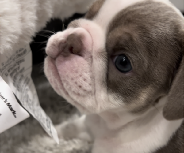 Medium Photo #5 English Bulldog Puppy For Sale in CORONA, CA, USA