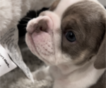 Small Photo #5 English Bulldog Puppy For Sale in CORONA, CA, USA