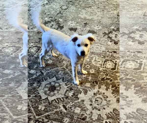 Medium Photo #6 Chihuahua-Chow Chow Mix Puppy For Sale in Houston, TX, USA