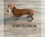 Small #6 Dachshund