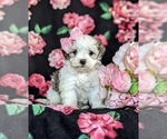 Small Photo #2 -Maltese Mix Puppy For Sale in LEOLA, PA, USA