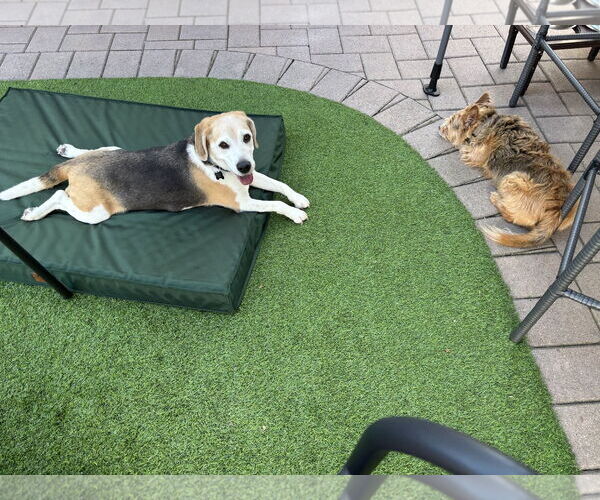 Medium Photo #4 Beagle Puppy For Sale in Rockaway, NJ, USA
