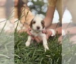 Puppy Puppy 8 Goldendoodle (Miniature)
