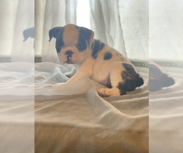 Medium Photo #3 English Bulldog-French Bulldog Mix Puppy For Sale in BRANFORD, CT, USA