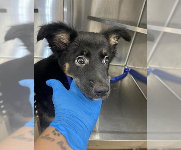 Medium Photo #1 German Shepherd Dog Puppy For Sale in Chula Vista, CA, USA