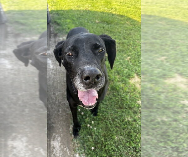 Medium Photo #3 Great Dane Puppy For Sale in Evansville, IN, USA