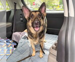 Small #1 German Shepherd Dog