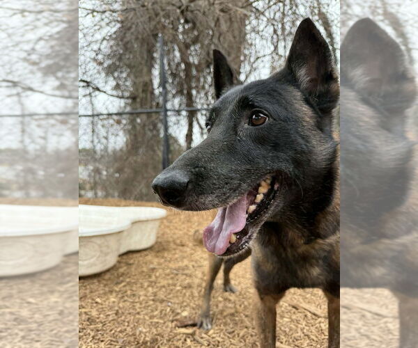 Medium Photo #3 Mutt Puppy For Sale in Imlay City, MI, USA