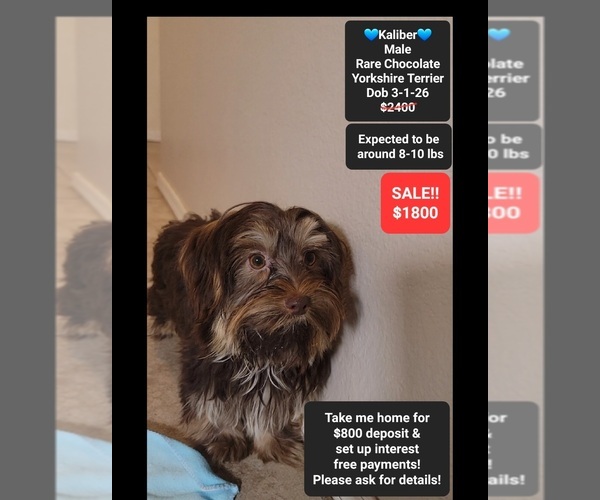 Medium Photo #1 Yorkshire Terrier Puppy For Sale in TUCSON, AZ, USA