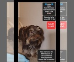 Small Yorkshire Terrier