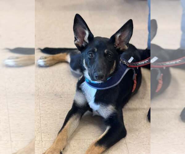 Medium Photo #1 German Shepherd Dog-Unknown Mix Puppy For Sale in Turlock, CA, USA