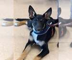 Small German Shepherd Dog Mix