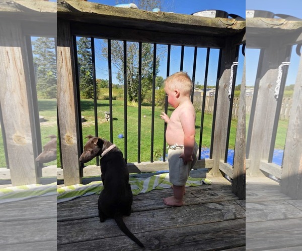 Medium Photo #5 Chinese Shar-Pei-Unknown Mix Puppy For Sale in Oro Medonte, Ontario, Canada