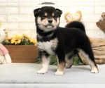 Small Photo #6 Shiba Inu Puppy For Sale in WASHINGTON, DC, USA