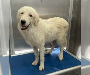 Great Pyrenees Dogs for adoption in Norco, CA, USA