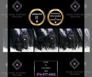 Cavapoo Puppy for sale in WARSAW, IN, USA