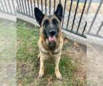 ROSE - Female German Shepherd Dog Dog for Adoption - Small photo