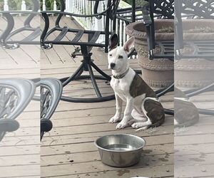 Mutt Dogs for adoption in Mobile, AL, USA