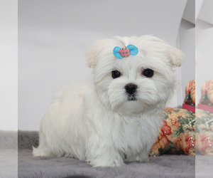Maltese Puppy for Sale in LOS ANGELES, California USA