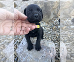 Puppy Yellow Mastador