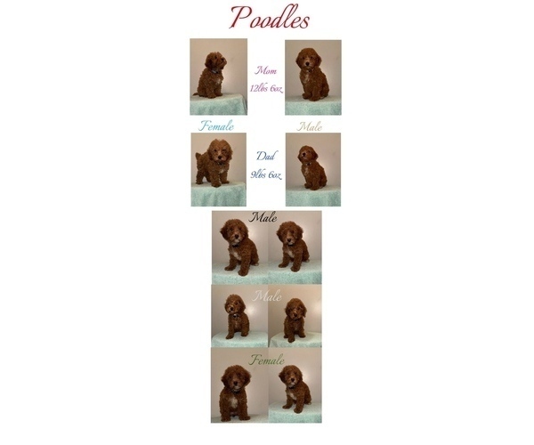 Medium Photo #1 Poodle (Toy) Puppy For Sale in DUBUQUE, IA, USA