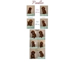 Image preview for Ad Listing. Nickname: Poodle Pups