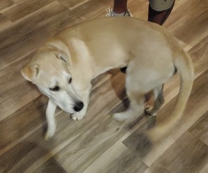 American Pit Bull Terrier-Siberian Husky Mix Puppy for sale in LITHIA, FL, USA