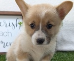 Small #5 Pembroke Welsh Corgi