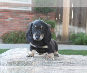 Dachshund Puppy for sale in BAKERSFIELD, CA, USA