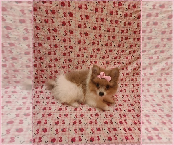 Medium Photo #2 Pomeranian Puppy For Sale in CLARKSVILLE, TN, USA