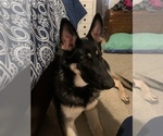Small Photo #1 German Shepherd Dog Puppy For Sale in RICHMOND, VA, USA