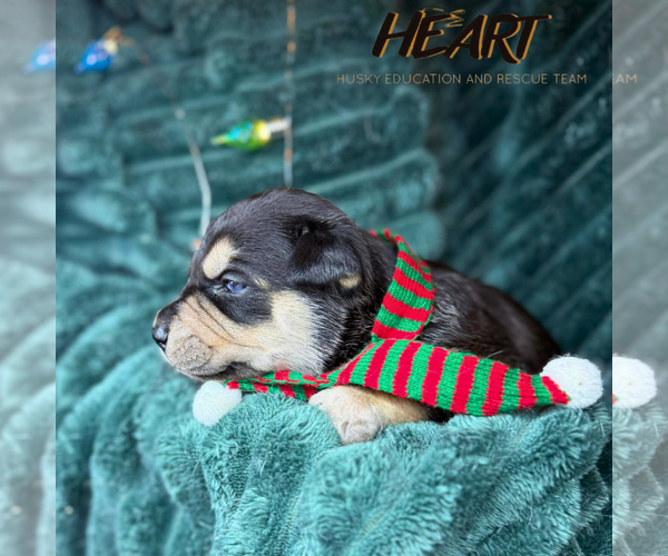 Medium Photo #3 Saint Bernard-Siberian Husky Mix Puppy For Sale in Severn, MD, USA