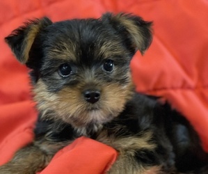 Yorkshire Terrier Puppy for sale in PASADENA, TX, USA