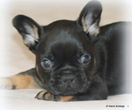 Small Photo #24 French Bulldog Puppy For Sale in WINNSBORO, TX, USA
