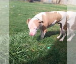 Small #9 American Pit Bull Terrier Mix