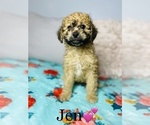 Small Photo #1 Bernedoodle-Poodle (Toy) Mix Puppy For Sale in COOKEVILLE, TN, USA