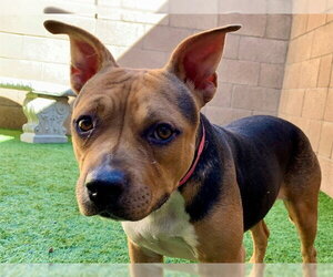 Mutt Dogs for adoption in Moreno Valley, CA, USA