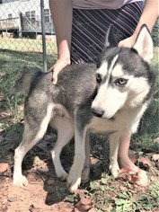 Mother of the Siberian Husky puppies born on 03/21/2018