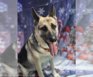 Maggie - Female German Shepherd Dog Dog for Adoption - Photo #6